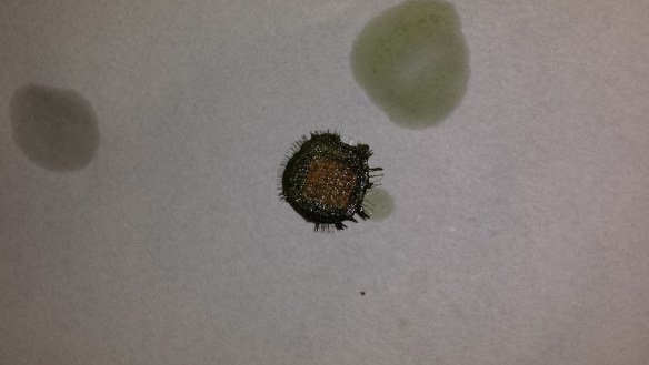 20131205_131418_cropped